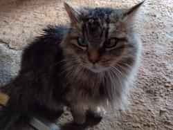 Lost Female Cat last seen E 57th & I, Tacoma, WA 98404