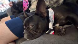 Lost Male Dog last seen hse, Kissimmee, FL 34743