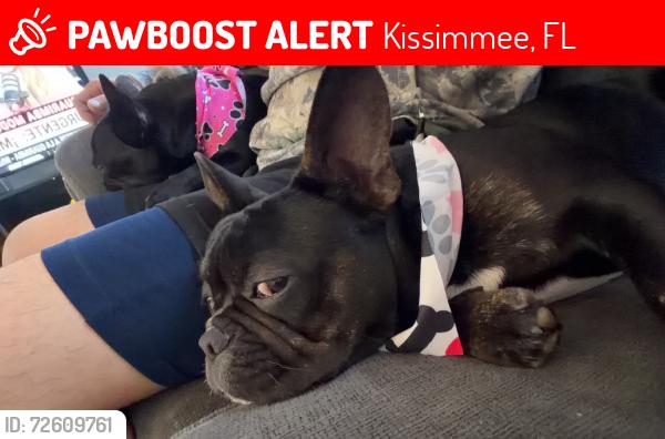 Lost Male Dog last seen hse, Kissimmee, FL 34743