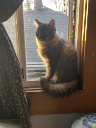 Lost Male Cat last seen N Prescott, Portland, OR 97217