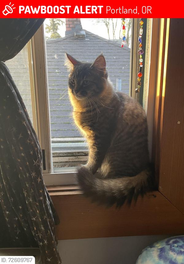Lost Male Cat last seen N Prescott, Portland, OR 97217