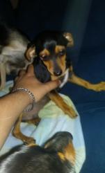 Lost Male Dog last seen Park and irvington, Tucson, AZ 85714