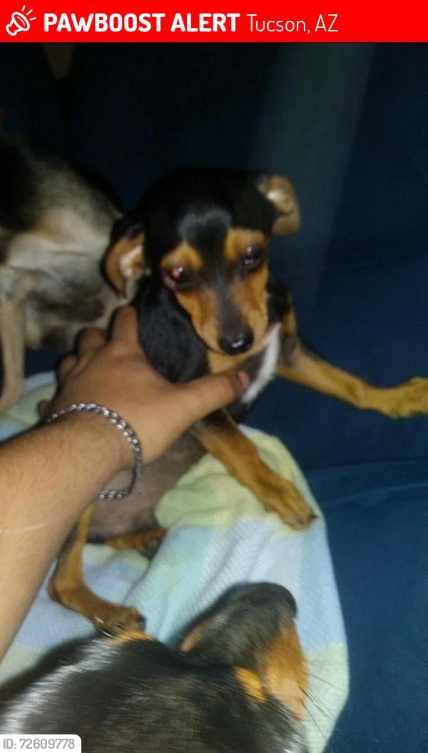 Lost Male Dog last seen Park and irvington, Tucson, AZ 85714