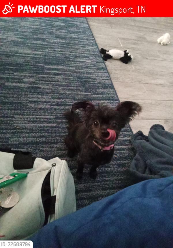 Lost Female Dog last seen Mt zion church, Kingsport, TN 37660