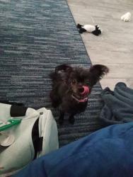 Lost Female Dog last seen Mt zion church, Kingsport, TN 37660