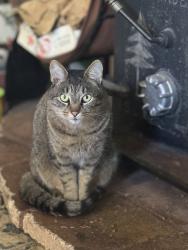 Lost Male Cat last seen Mariposa, Vallejo, CA 94590