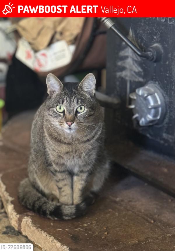 Lost Male Cat last seen Mariposa, Vallejo, CA 94590
