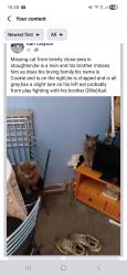 Lost Male Cat last seen GU29TN , Surrey, England GU2