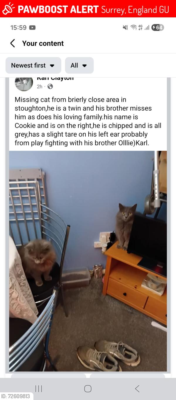 Lost Male Cat last seen GU29TN , Surrey, England GU2
