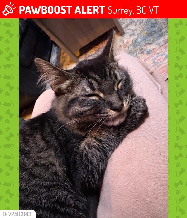 Lost Male Cat last seen Panorama ridge , Surrey, BC V3T