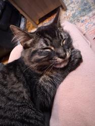 Lost Male Cat last seen Panorama ridge , Surrey, BC V3T