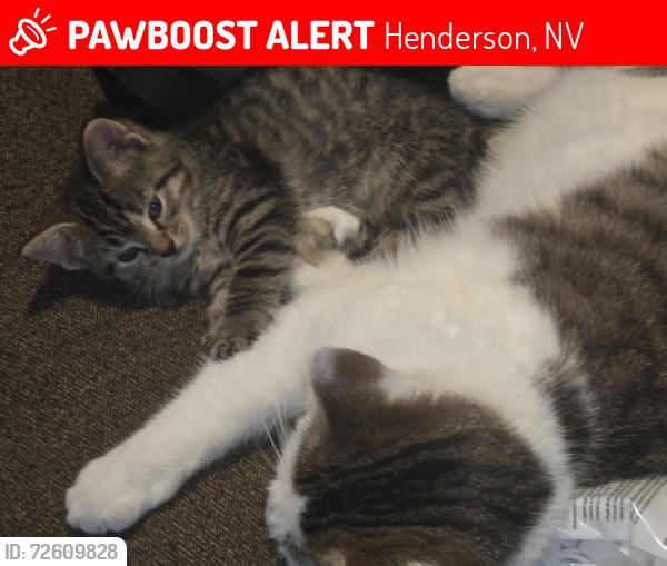 Lost Female Cat last seen Paseo Verde and Carrington , Henderson, NV 89012