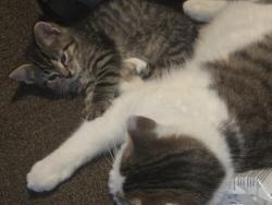 Lost Female Cat last seen Paseo Verde and Carrington , Henderson, NV 89012