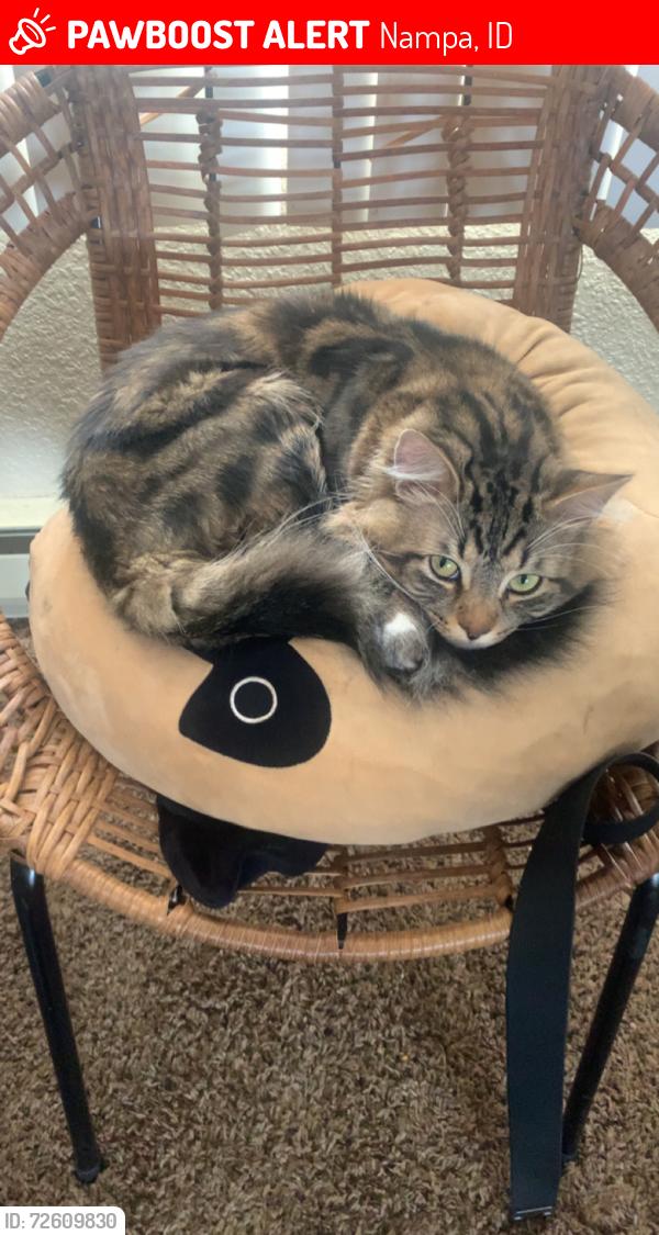 Lost Male Cat last seen Airport rd , Nampa, ID 83687