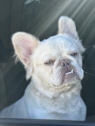 Lost Male Dog last seen colt creek ct and timber forest, Humble, TX 77346