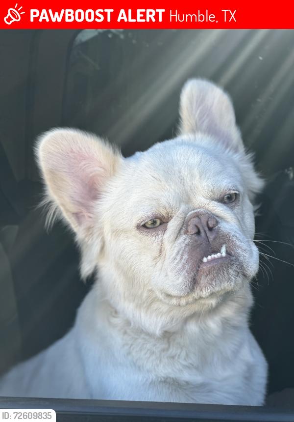 Lost Male Dog last seen colt creek ct and timber forest, Humble, TX 77346