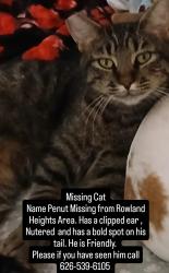 Lost Male Cat last seen Colima Ave , Rowland Heights, CA 91748