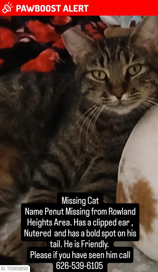Lost Male Cat last seen Colima Ave , Rowland Heights, CA 91748