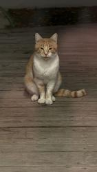 Found/Stray Unknown Cat last seen Old St. Joe and O’Connell , Pasco County, FL 33525