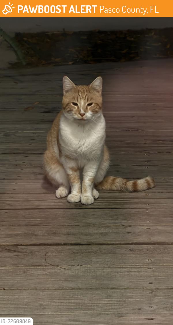 Found/Stray Unknown Cat last seen Old St. Joe and O’Connell , Pasco County, FL 33525