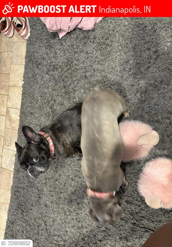 Lost Female Dog last seen Brendonridge, Indianapolis, IN 46226
