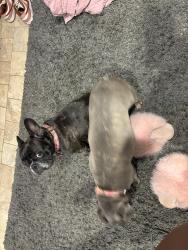 Lost Female Dog last seen Brendonridge, Indianapolis, IN 46226
