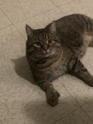 Lost Male Cat last seen Saint Dominique/ Villeneuve, Montréal, QC H2T 1W2