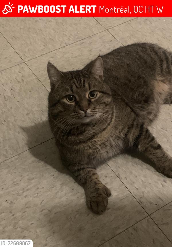 Lost Male Cat last seen Saint Dominique/ Villeneuve, Montréal, QC H2T 1W2