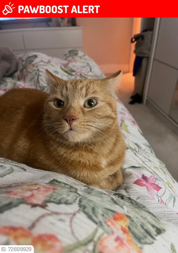 Lost Male Cat last seen Southwick Road, Bournemouth, Bournemouth, Christchurch and Poole, England BH6