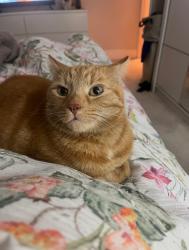 Lost Male Cat last seen Southwick Road, Bournemouth, Bournemouth, Christchurch and Poole, England BH6