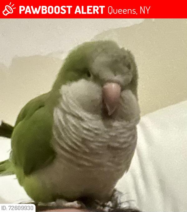 Lost Male Bird last seen 65th ave and 162nd st, Queens, NY 11365