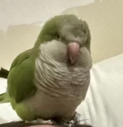 Lost Male Bird last seen 65th ave and 162nd st, Queens, NY 11365