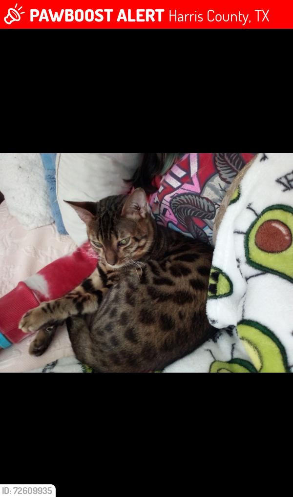 Lost Male Cat last seen Bottom Grass trail , Harris County, TX 77447