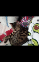 Lost Male Cat last seen Bottom Grass trail , Harris County, TX 77447