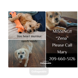 Lost Female Dog last seen Manhattan , Stockton, CA 95210