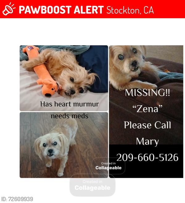 Lost Female Dog last seen Manhattan , Stockton, CA 95210