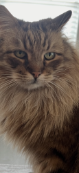 Lost Male Cat last seen Osage Drive, Leander, TX 78641