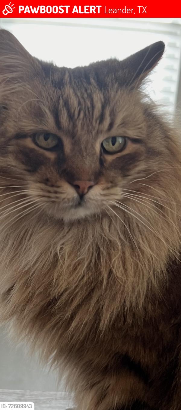 Lost Male Cat last seen Osage Drive, Leander, TX 78641