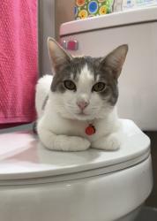 Lost Female Cat last seen Madison Avenue & Dewey Drive, Fair Oaks, CA 95628