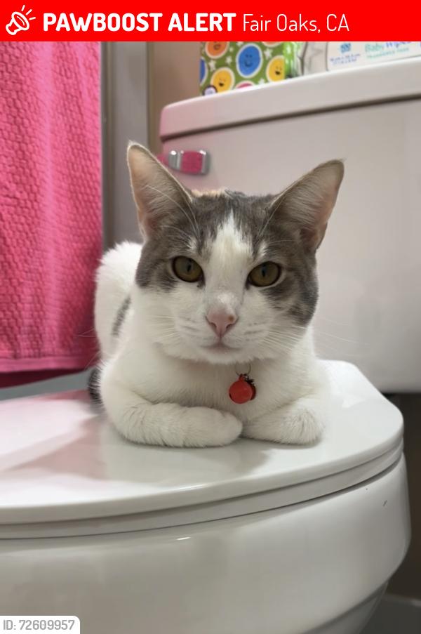 Lost Female Cat last seen Madison Avenue & Dewey Drive, Fair Oaks, CA 95628