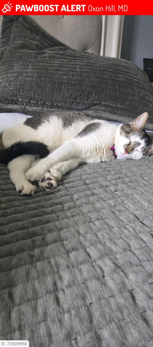 Lost Female Cat last seen Heaven avenue, Oxon Hill, MD 20745