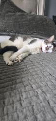Lost Female Cat last seen Heaven avenue, Oxon Hill, MD 20745