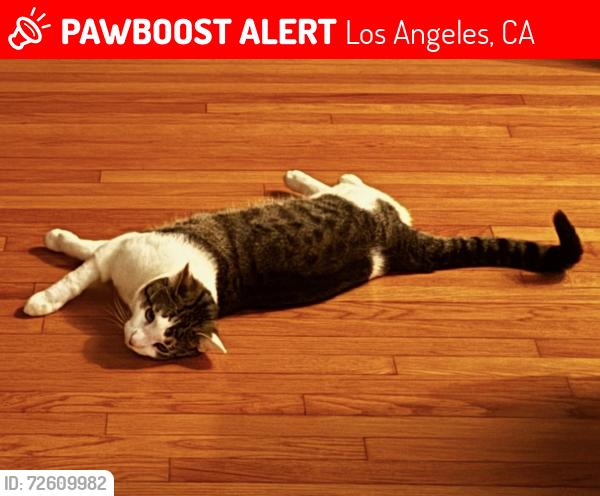 Lost Male Cat last seen Wilshire and Rimpau, Los Angeles, CA 90005