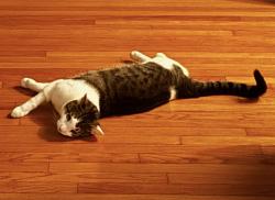 Lost Male Cat last seen Wilshire and Rimpau, Los Angeles, CA 90005