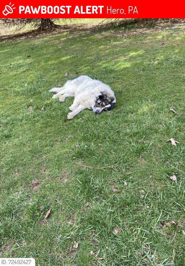 Lost Male Dog last seen Was last seen at bill wise , Hero, PA 15352
