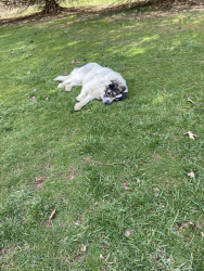 Lost Male Dog last seen Was last seen at bill wise , Hero, PA 15352