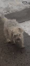 Lost Male Dog last seen Nassau pl, Hempstead, NY 11550
