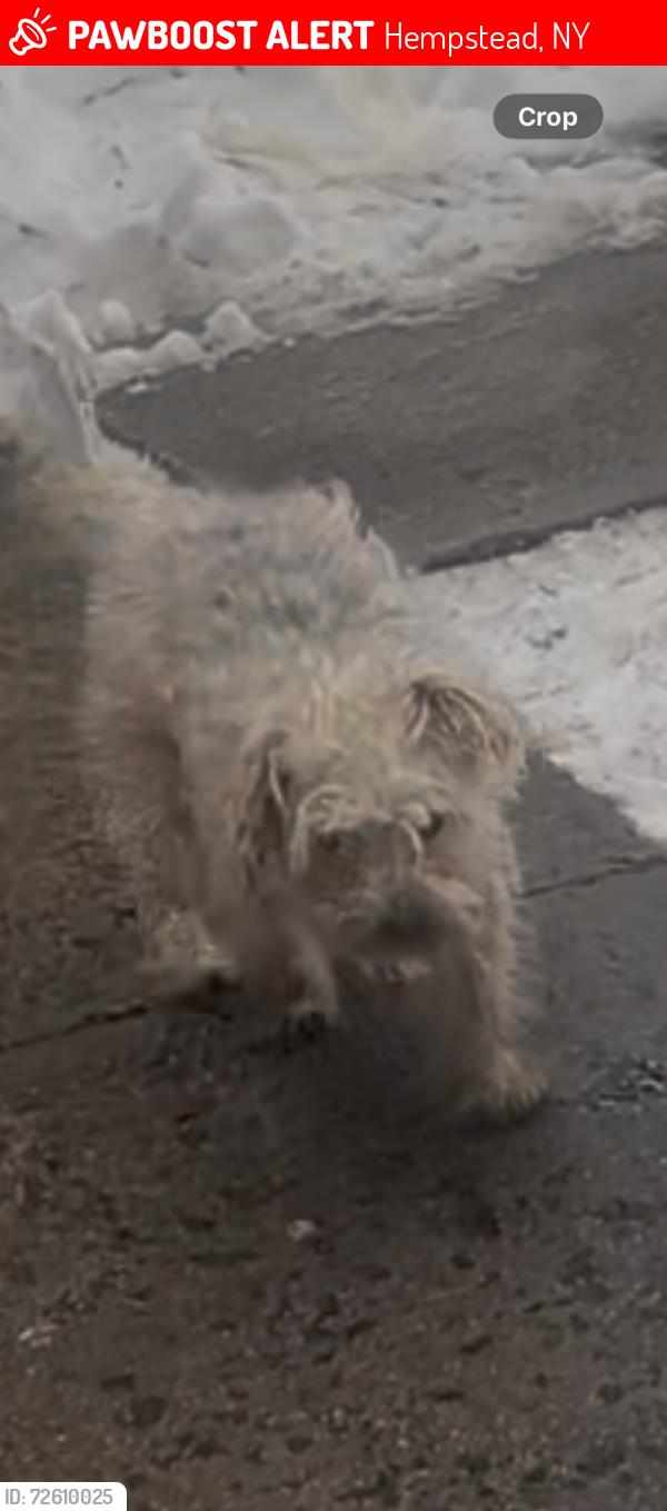 Lost Male Dog last seen Nassau pl, Hempstead, NY 11550