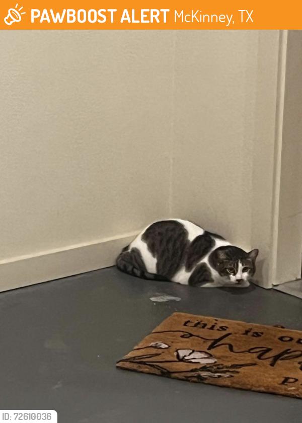 Found/Stray Unknown Cat last seen Palladium McKinney Apts, McKinney, TX 75071