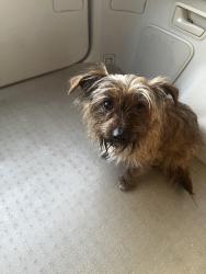 Found/Stray Male Dog last seen Near Mercer University Drive, Macon, GA 31207, Macon, GA 31201
